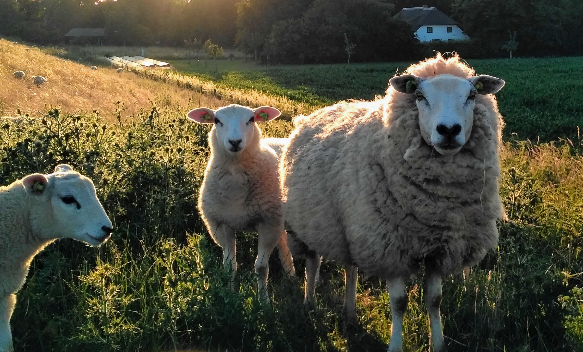 Sheep photobomber