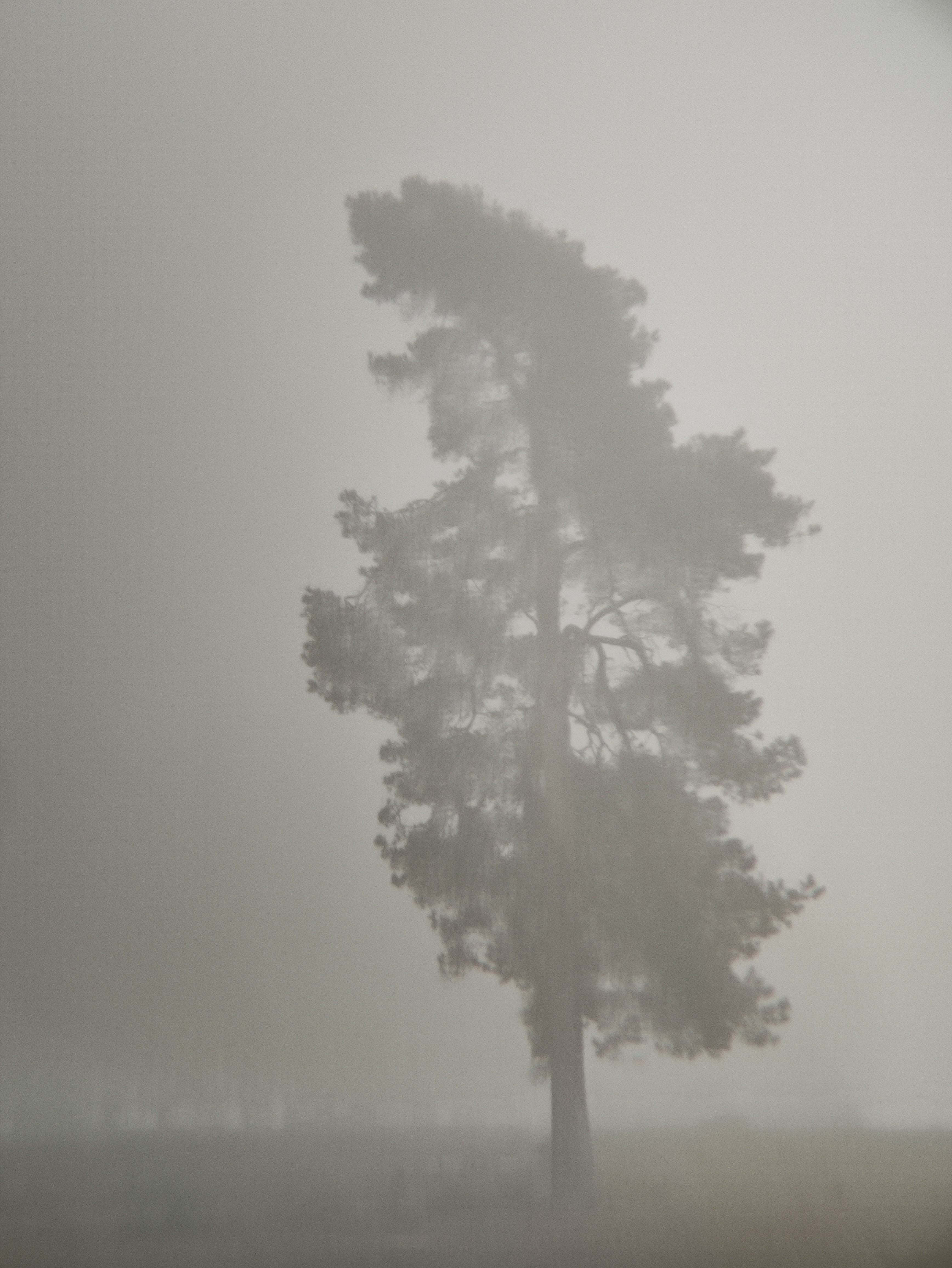 Tree and fog