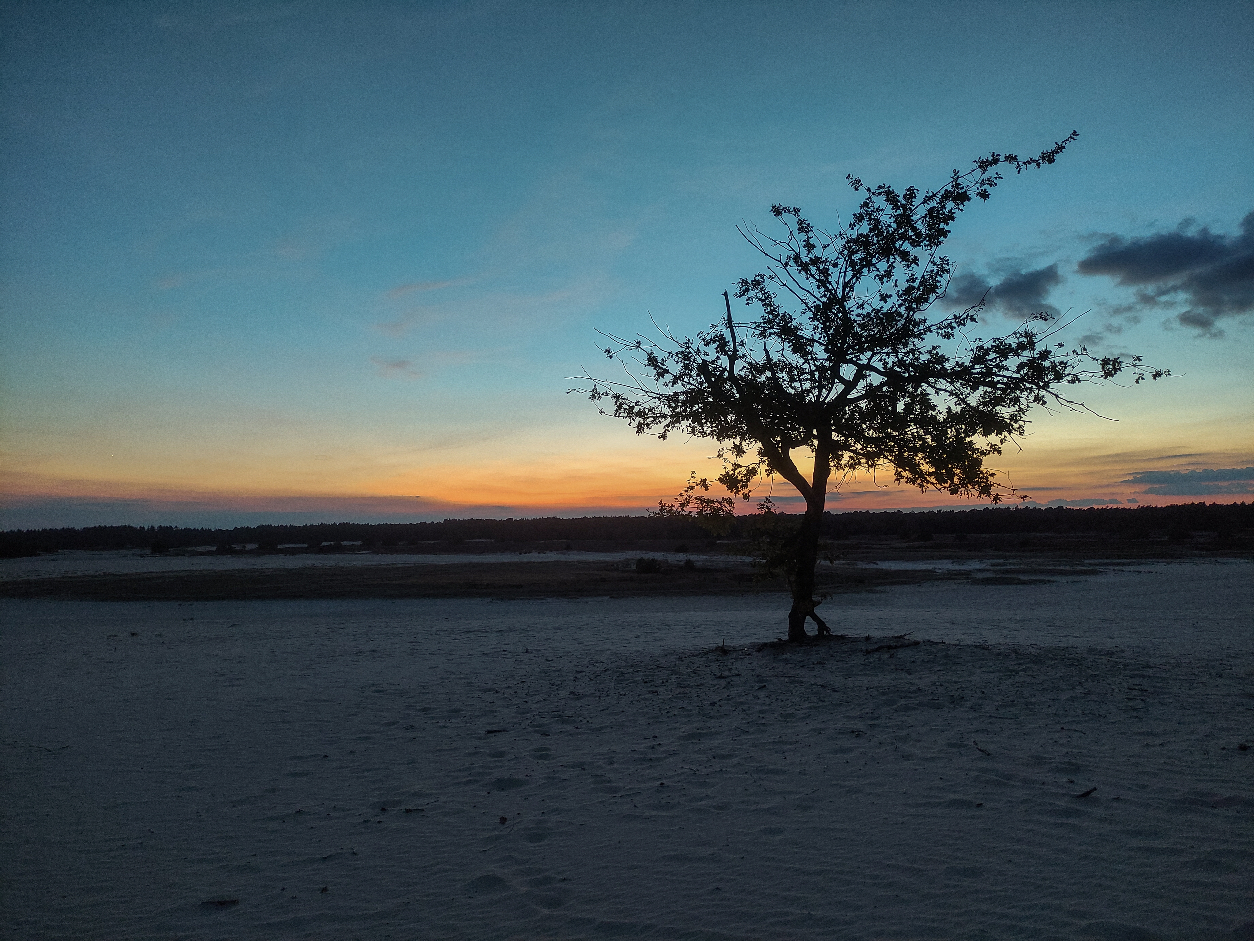 Dusk desert tree