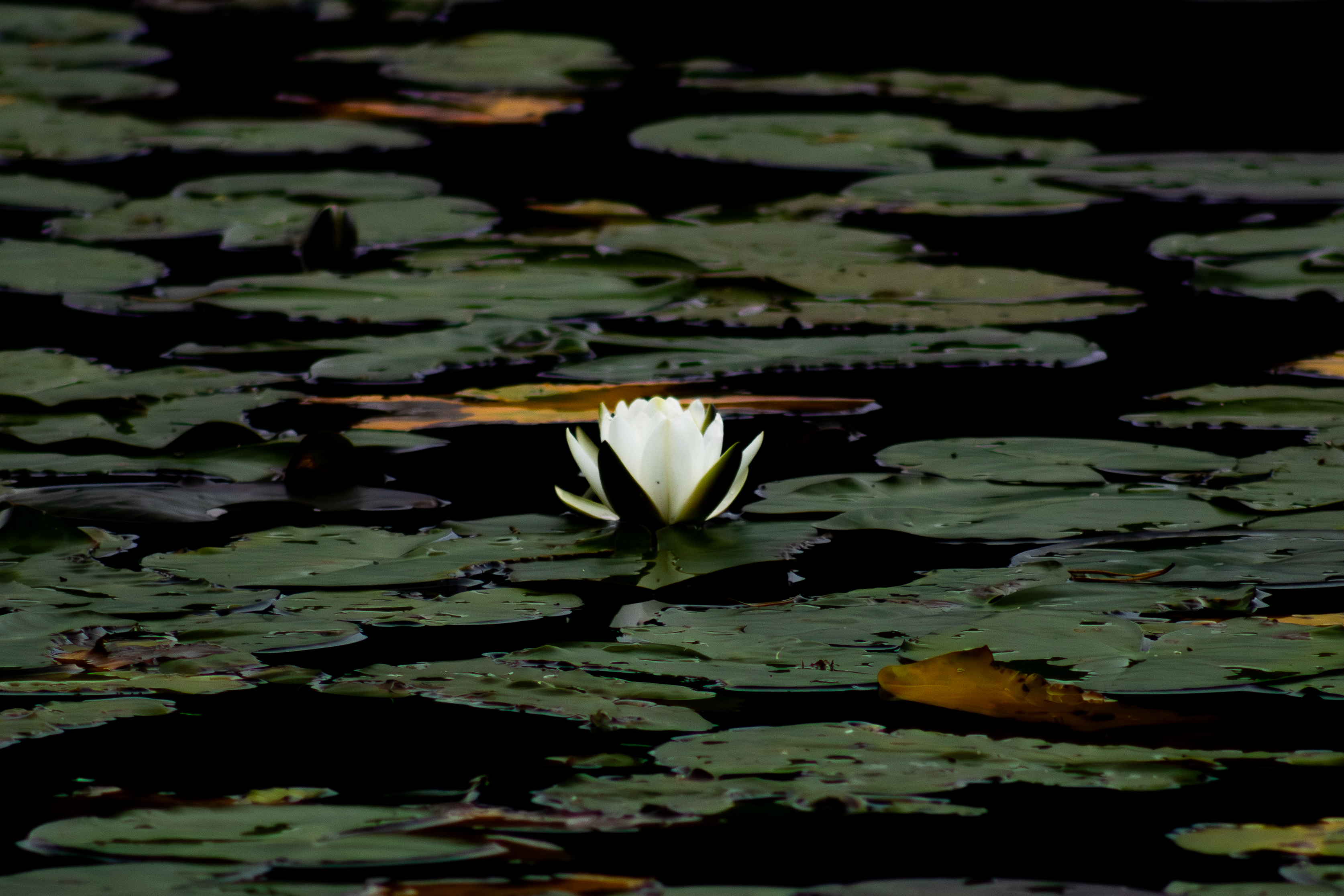 Nymphaea tetragona #1