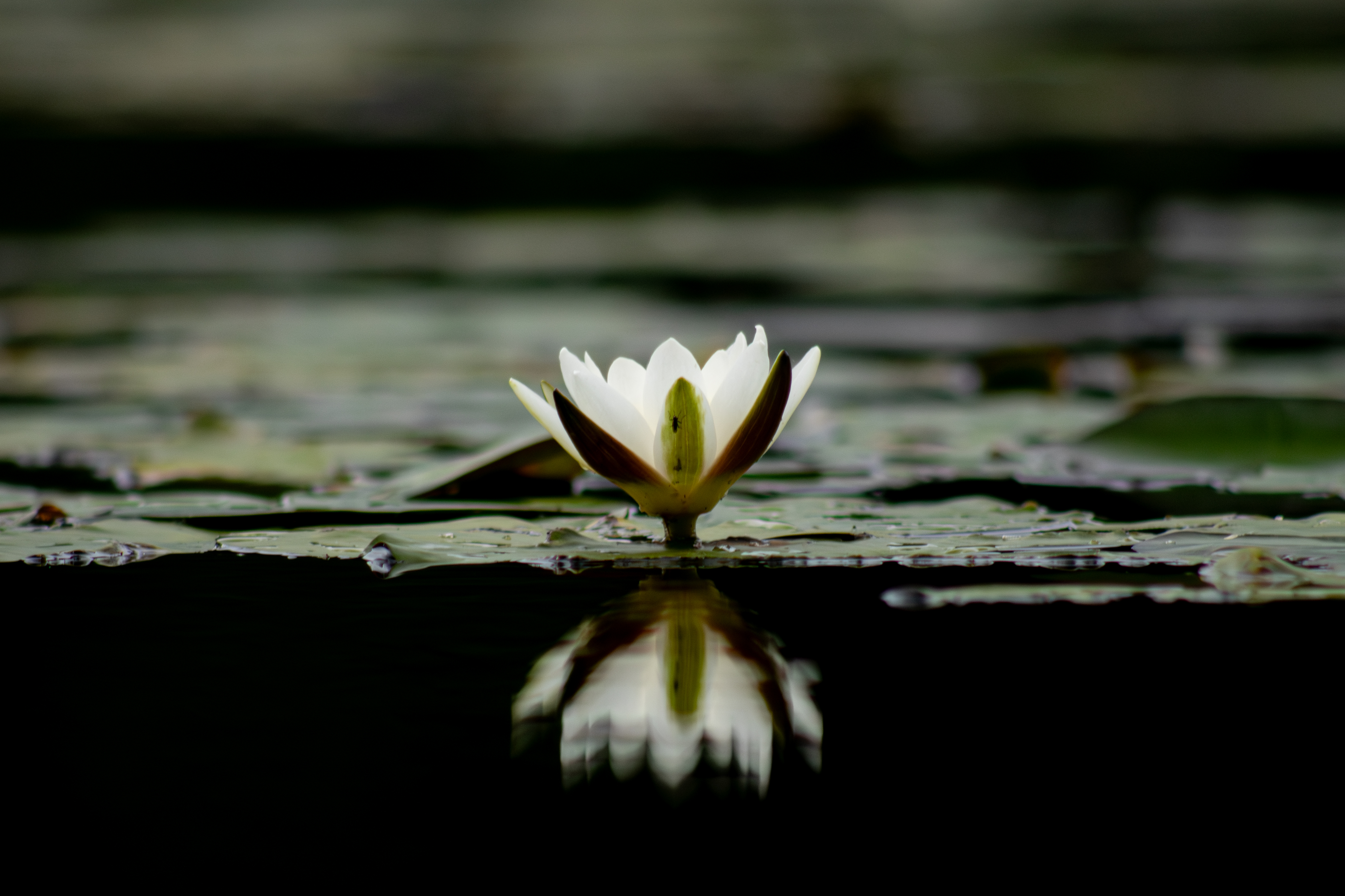 Nymphaea tetragona #2