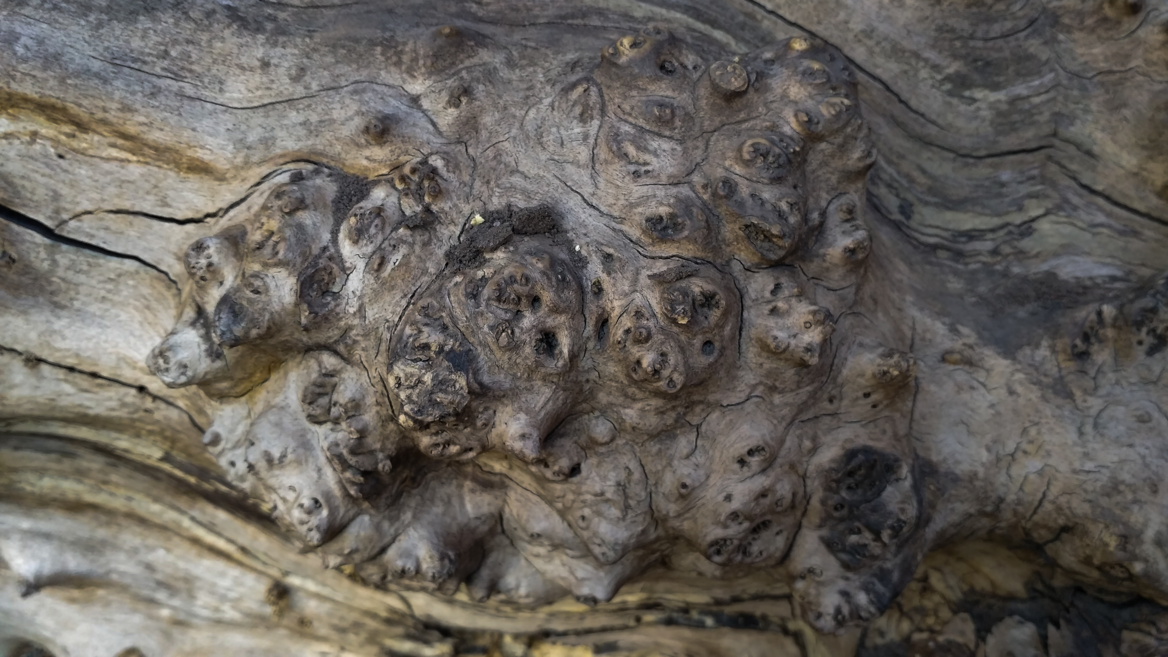 The tree’s psychedelic scar